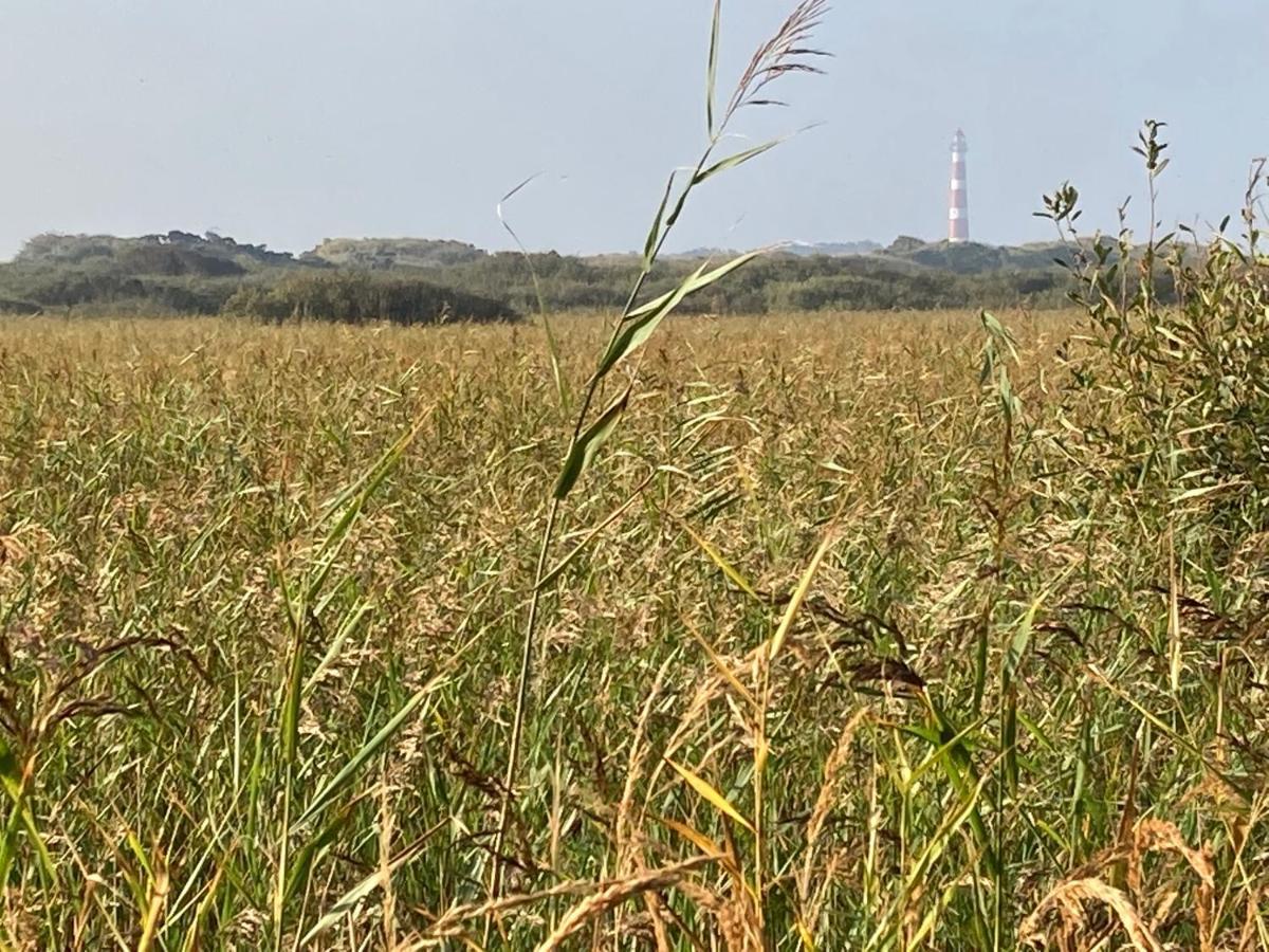Meeuw Hollum (Ameland) Exterior foto