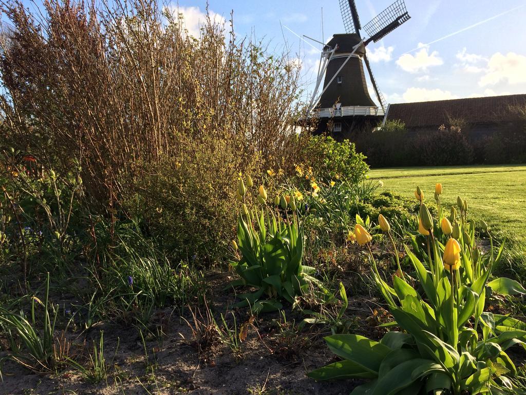 Meeuw Hollum (Ameland) Exterior foto